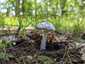 Fehér galóca (Amanita verna), Dél-Pest